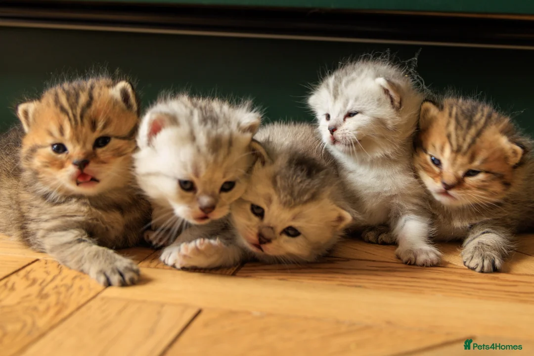 British Shorthair cats for sale: 3 x British Shorthair Kittens - Gold/White/Grey - Advert 1