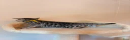 Bengal cats for sale: Tempest Bengala TICA registered kittens  - Advert 38