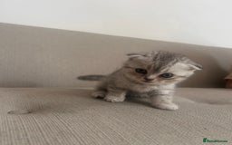 Scottish Fold cats for sale: Scottish fold and straights - Image 1