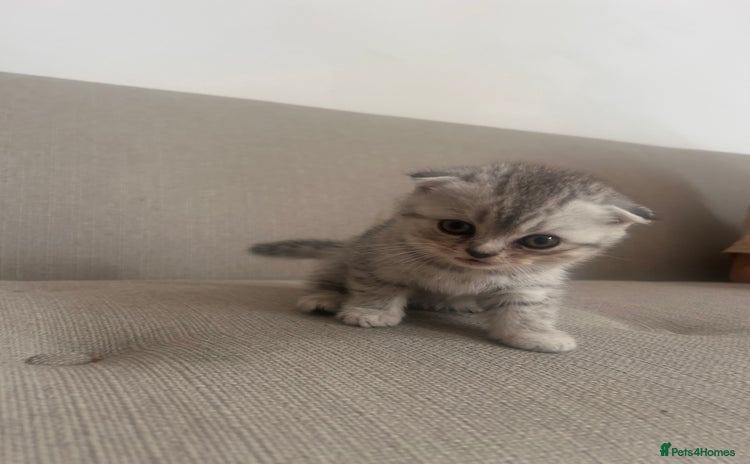 Scottish Fold cats - Advert 2