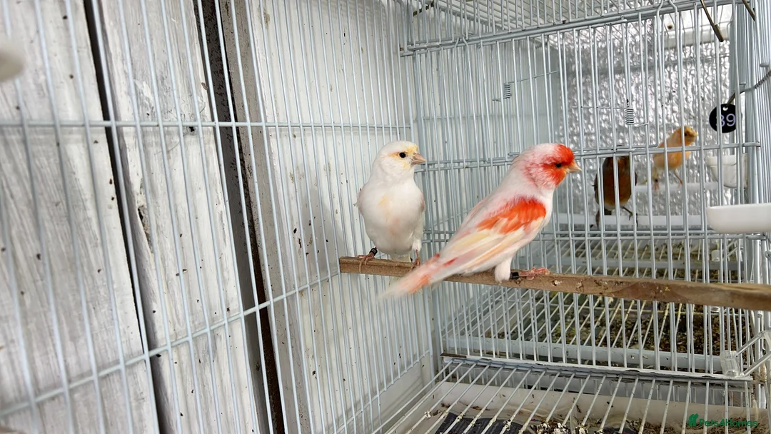 Canaries birds for sale: Canaries for sale  - Advert 9