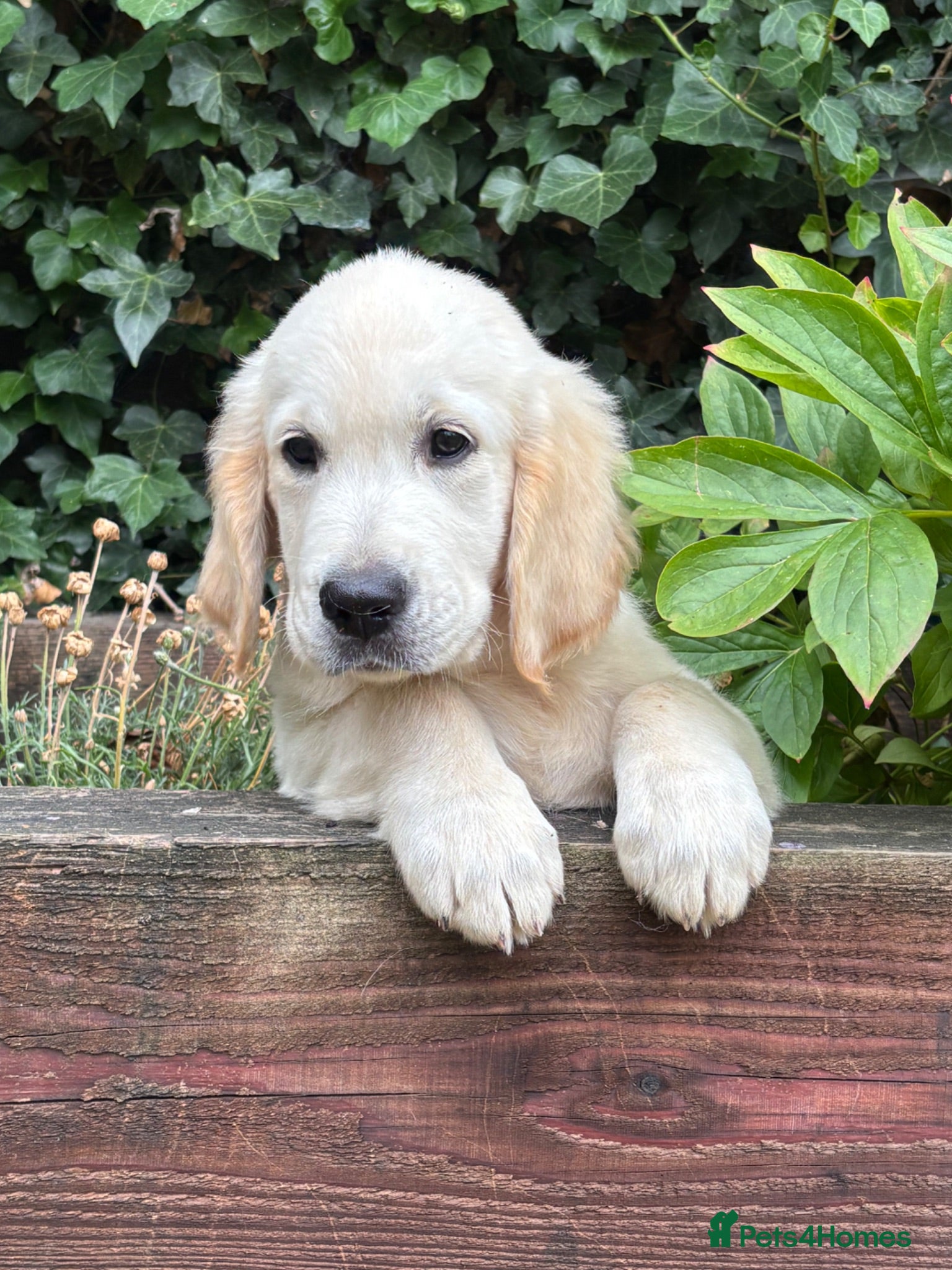 Golden Retriever dogs Stunning Male Golden Retriever Available  - Advert 1
