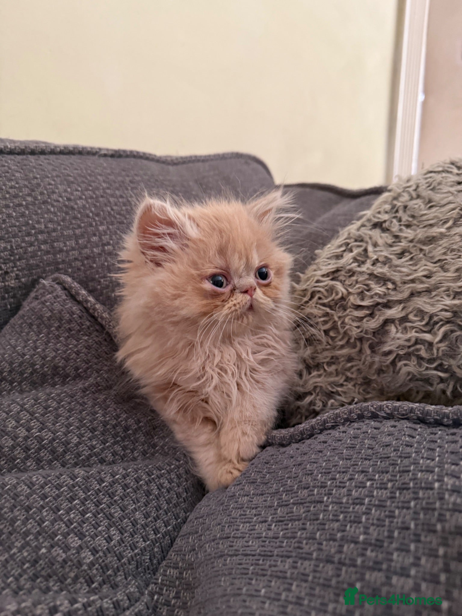 Persian cats GCCF registered Persian kittens 💙 - Advert 12