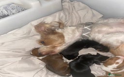 Mixed Breed dogs for sale: Jack Russell x dash x Chihuahua - Image 2