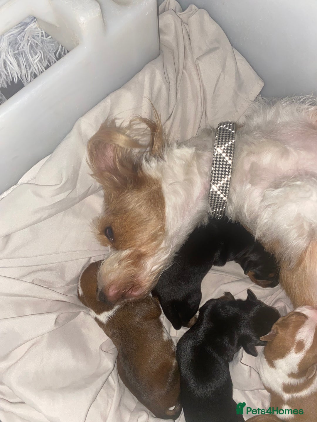Mixed Breed dogs for sale: Jack Russell x dash x Chihuahua - Image 2