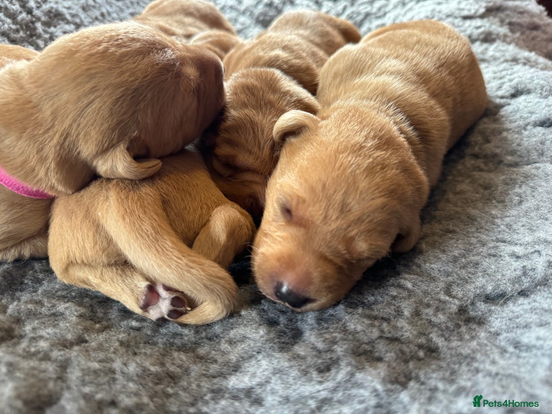 Labrador Retriever dogs for sale: Outstanding KC reg fox red Labrador puppies.  - Image 12