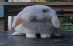 Mini Lop rabbits for sale: 4 mini lop baby rabbits - Image 4