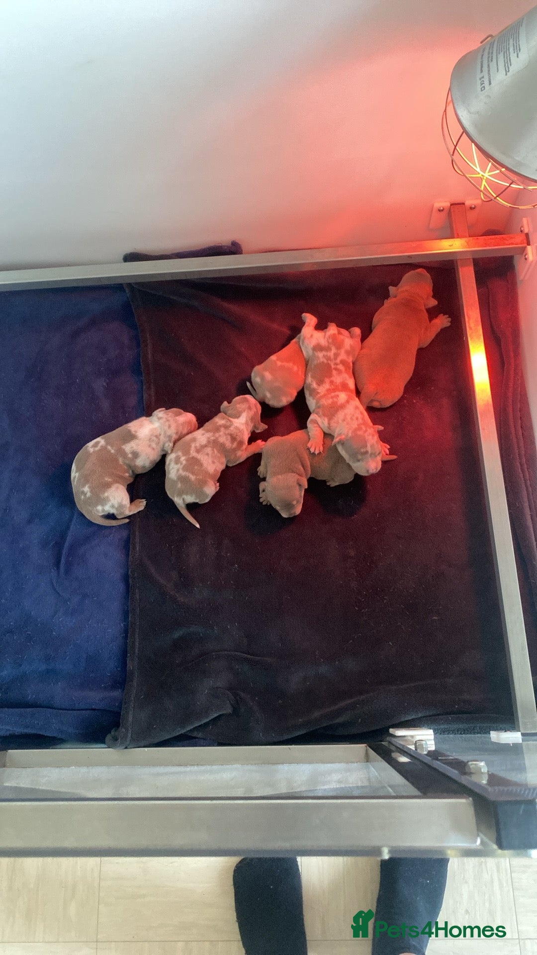 American Bully dogs for sale: American Pocket Bullys - Image 1