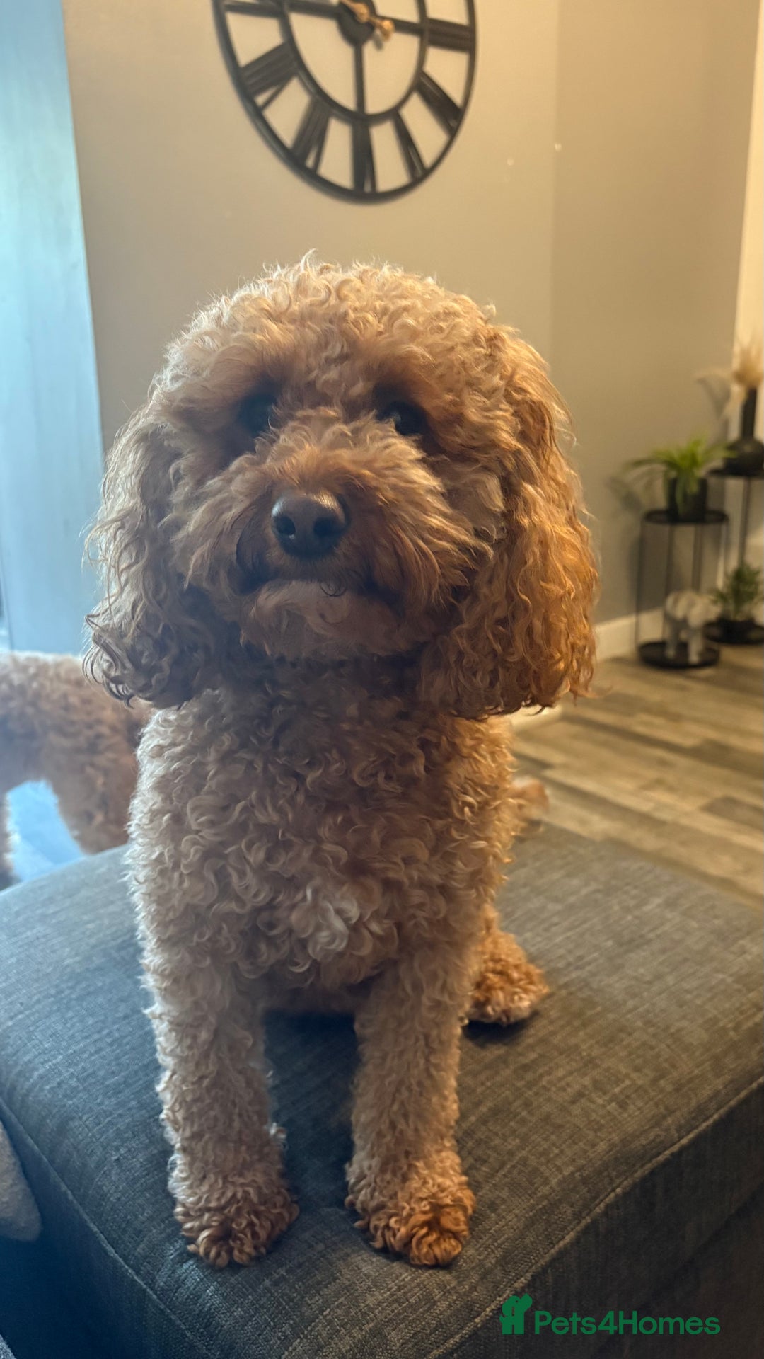 Cockapoo dogs for sale: F1b cockapoos  - Advert 1