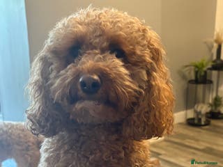 Cockapoo dogs F1b cockapoos - Advert 1