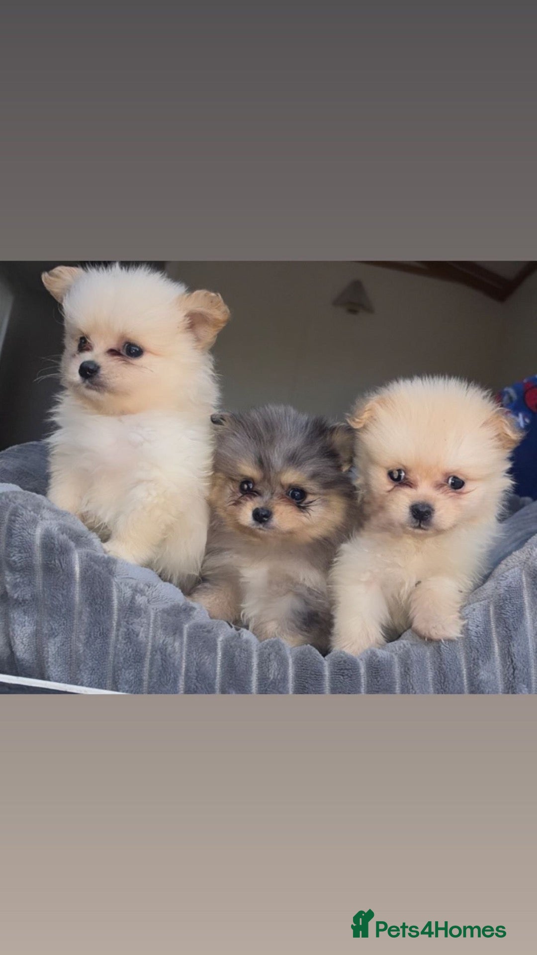Pomeranian dogs 3 stunning Pomeranian puppies for sale  - Advert 6
