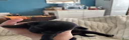Mixed Breed dogs for sale: Imperial shitzu - Advert 13