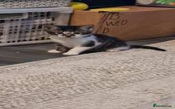 Domestic Shorthair cats for sale: 2 Female & 1 Male adorable baby kittens for SALE🐈 - Image 14