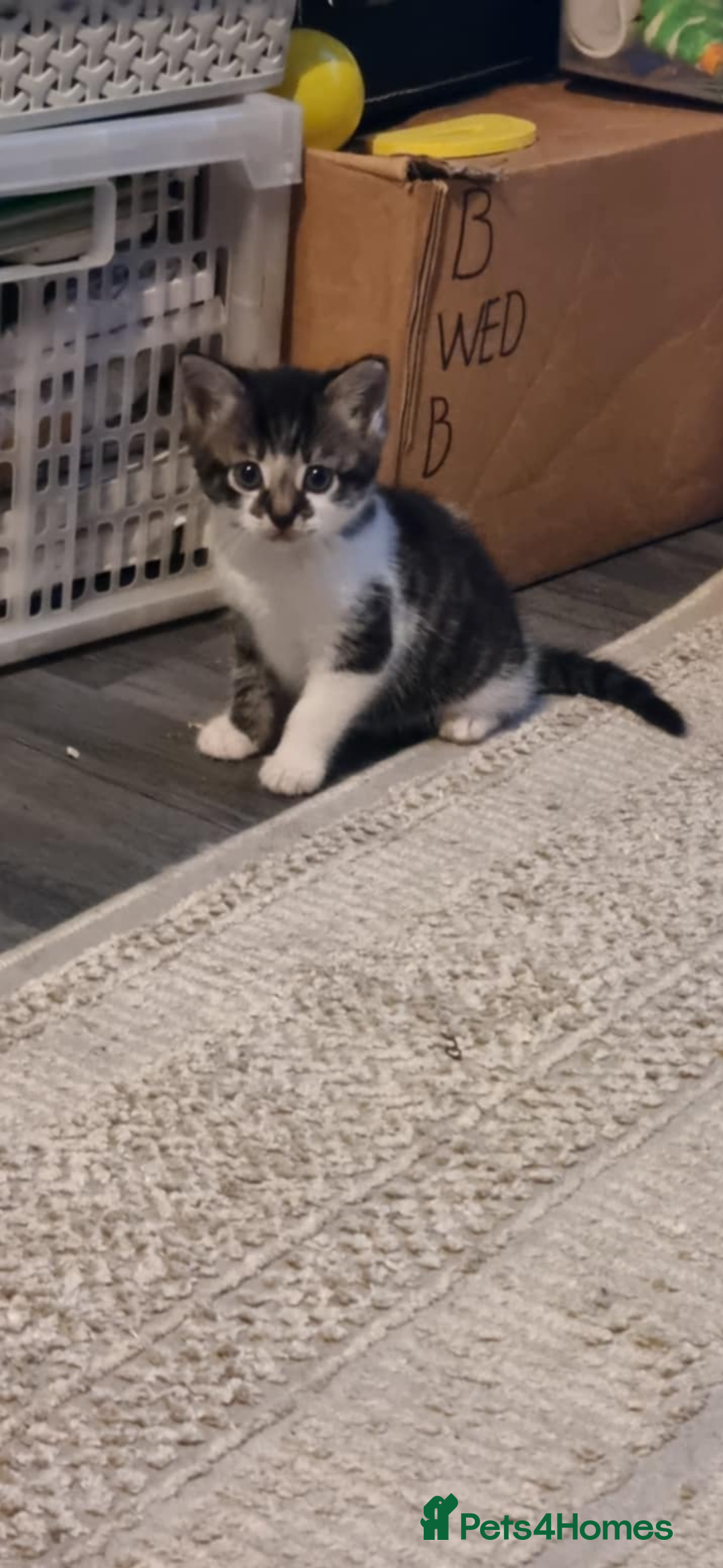 Domestic Shorthair cats for sale: 2 Female & 1 Male adorable baby kittens for SALE🐈 - Image 14