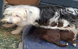 Bearded Collie dogs for sale: Red beardie collie pups  - Image 16