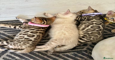 Bengal cats in Bristol - Advert 5