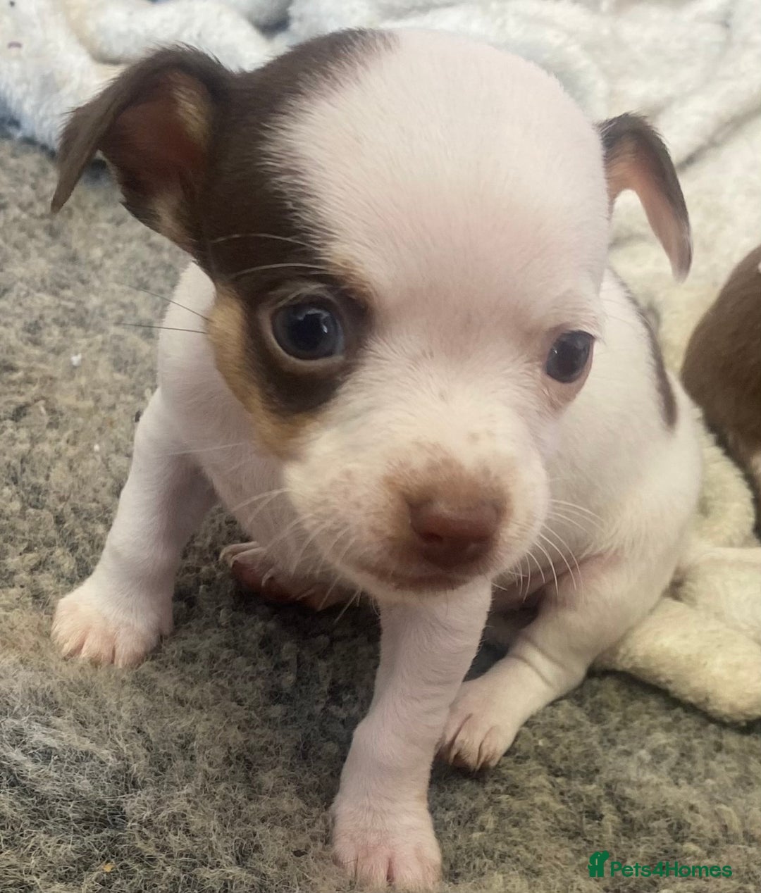 Chihuahua dogs for sale: Last 2 Chihuahua pups - Image 3