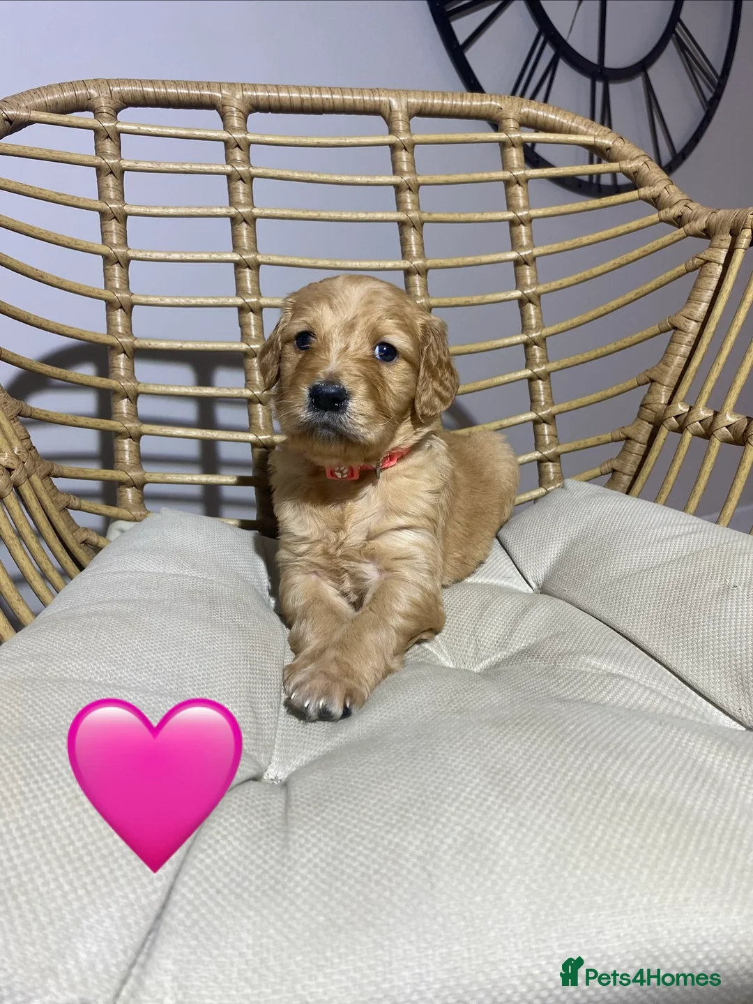 Goldendoodle dogs for sale: F1 Goldendoodles 🖤💛 - Advert 5