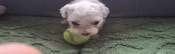 Bichon Frise dogs for sale: Dogs for sale  - Advert 19