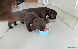 Sprocker dogs for sale: F1 health tested working Sprockers - Image 16
