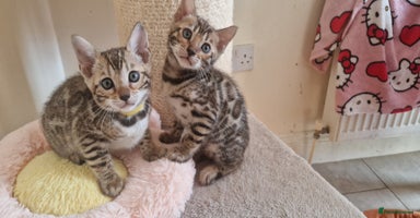 Bengal cats - Advert 9