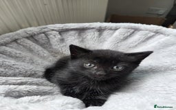 Mixed Breed cats for sale: Pure british shorthair mixed kittens for sale  - Image 4