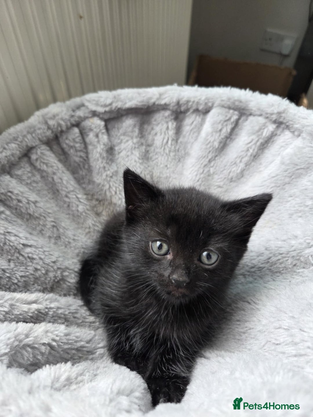Mixed Breed cats for sale: Pure british shorthair mixed kittens for sale  - Image 4