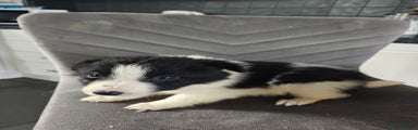 Border Collie Puppy 1
