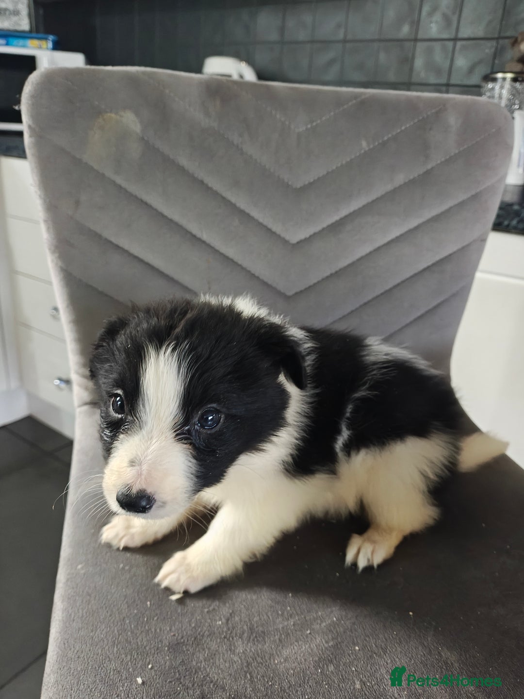 Border Collie dogs for sale: Border collie pups  - Advert 8
