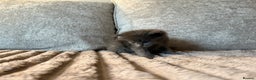 Maine Coon cats for sale: Beautiful Maine Coon Kittens - Advert 25