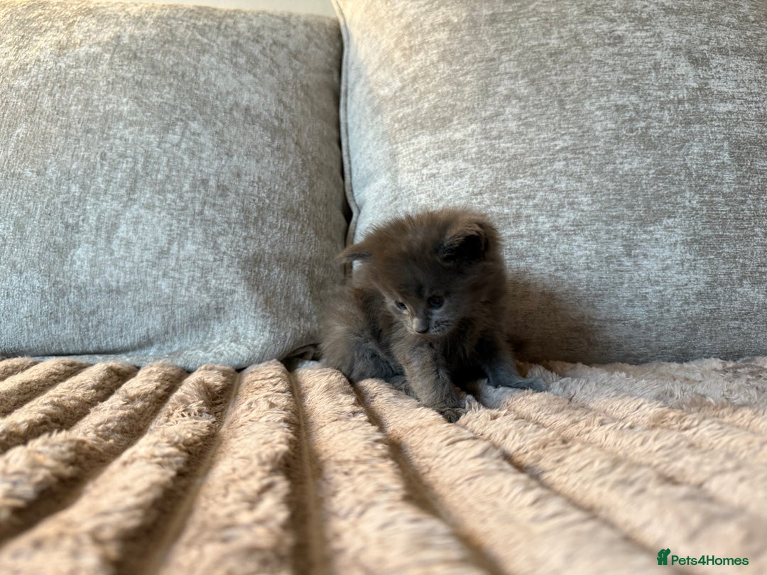 Maine Coon cats for sale: Beautiful Maine Coon Kittens - Advert 25