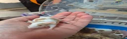 Mouse rodents for sale: Fancey Male and female mice - Advert 10