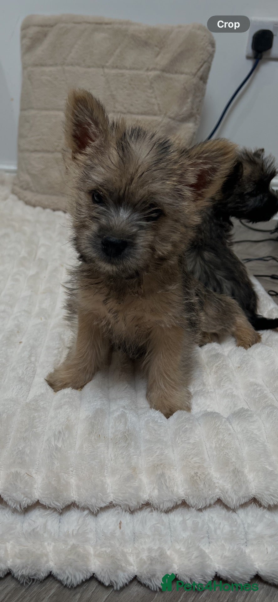 Cairn Terrier dogs Cairn terrier puppy’s  - Advert 1