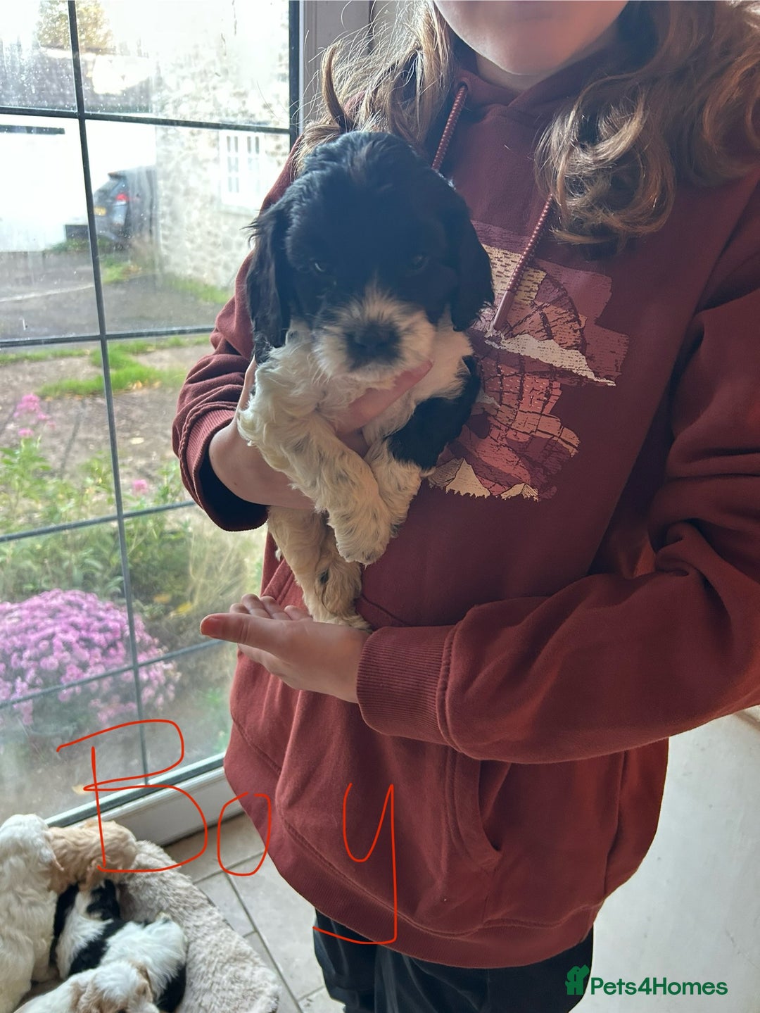 Cavapoo dogs for sale: Beautiful Cavapoo puppies  - Advert 1