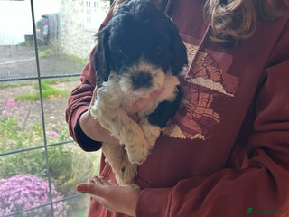 Cavapoo dogs Beautiful Cavapoo puppies - Advert 10