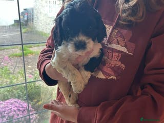 Cavapoo dogs Beautiful Cavapoo puppies - Advert 11