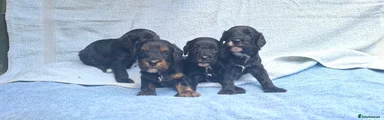 Cavapoo 4