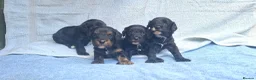 Cavapoo dogs for sale: Beautiful cavapoo puppies  - Advert 12
