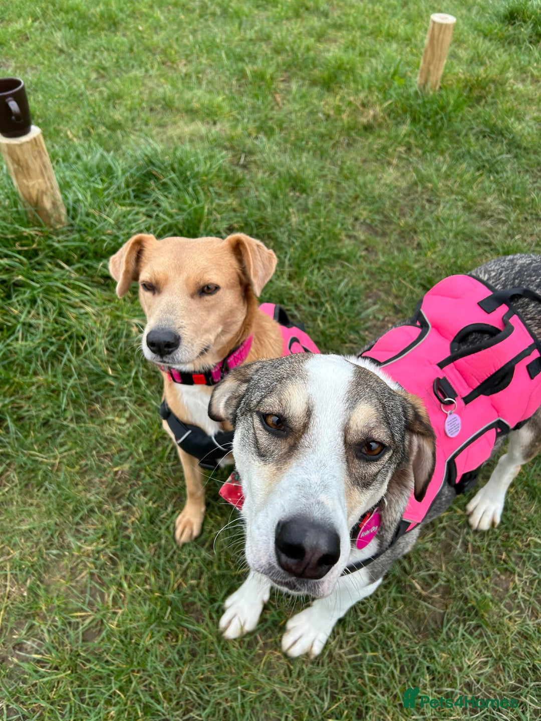 Mixed Breed dogs for adoption: MABEL - FOR ADOPTION  - Advert 10