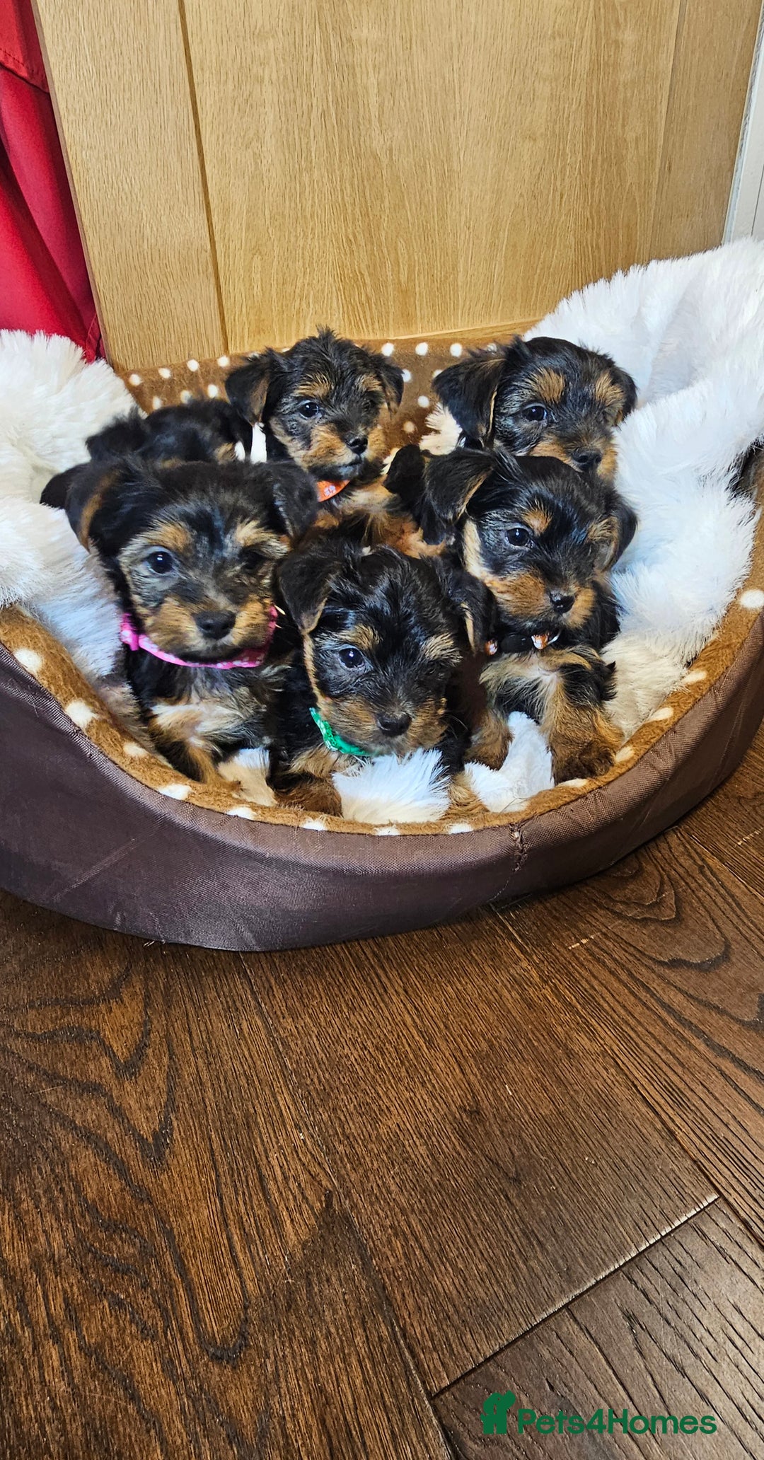 Yorkshire Terrier dogs for sale: Yorkshire Terrier puppies - Advert 1