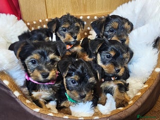 Yorkshire Terrier dogs - Advert 4