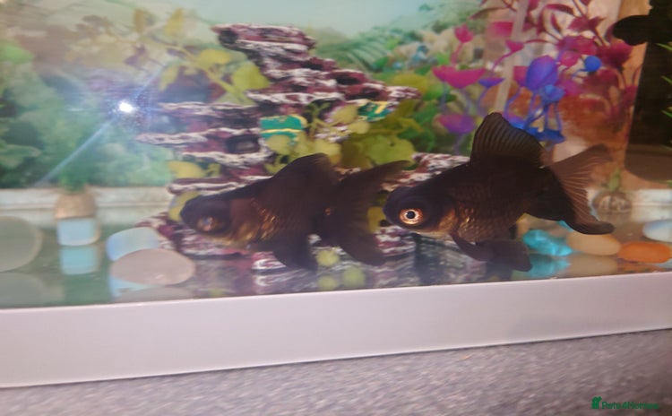 Goldfish fish - Advert 3