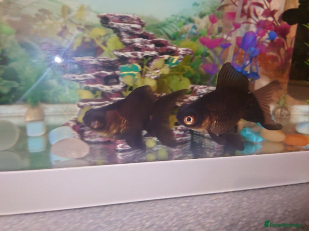 Goldfish fish - Advert 8