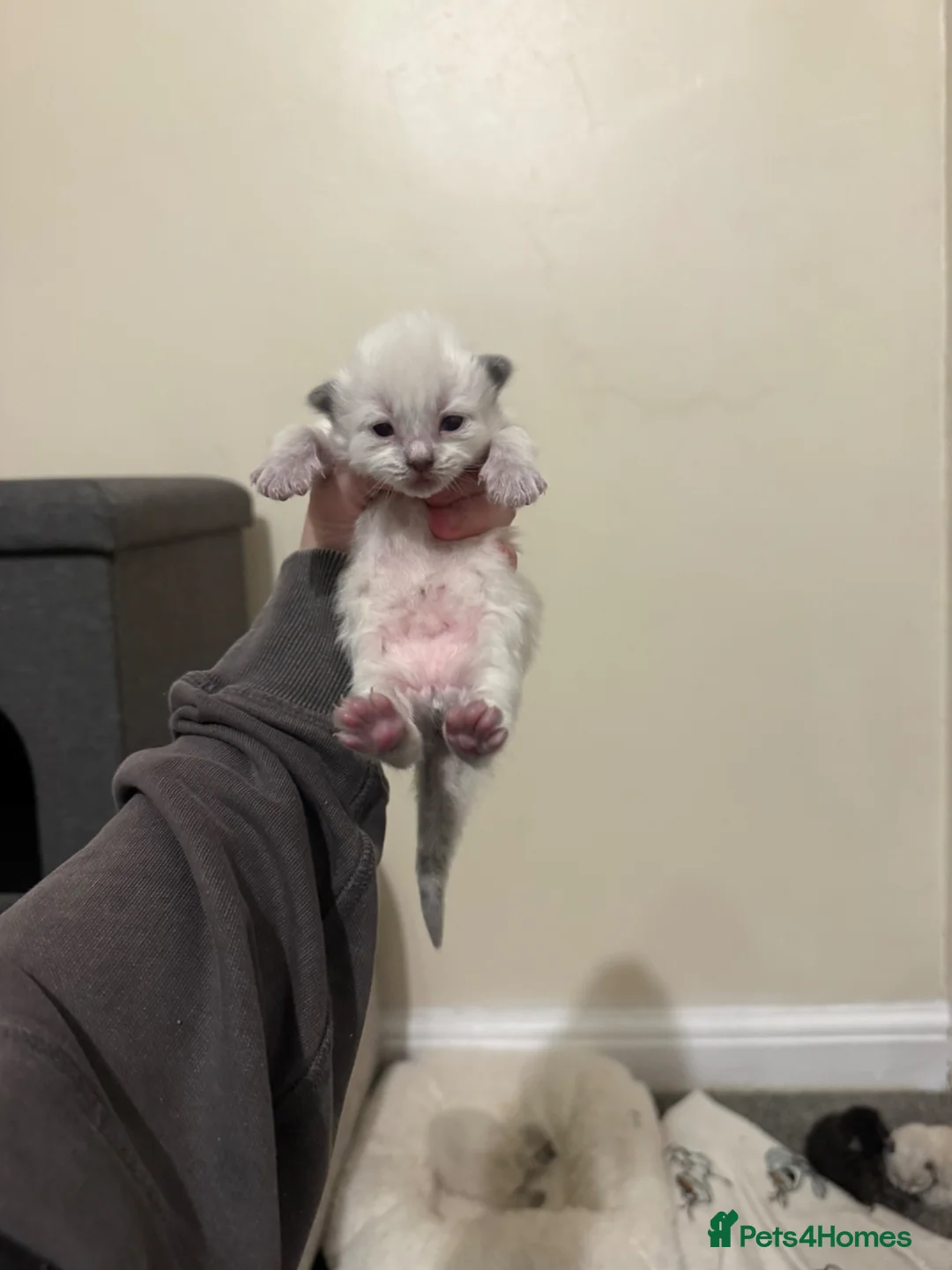 Ragdoll cats for sale: 🐾Last 2 Male Ragdolls 🐾 - Advert 23