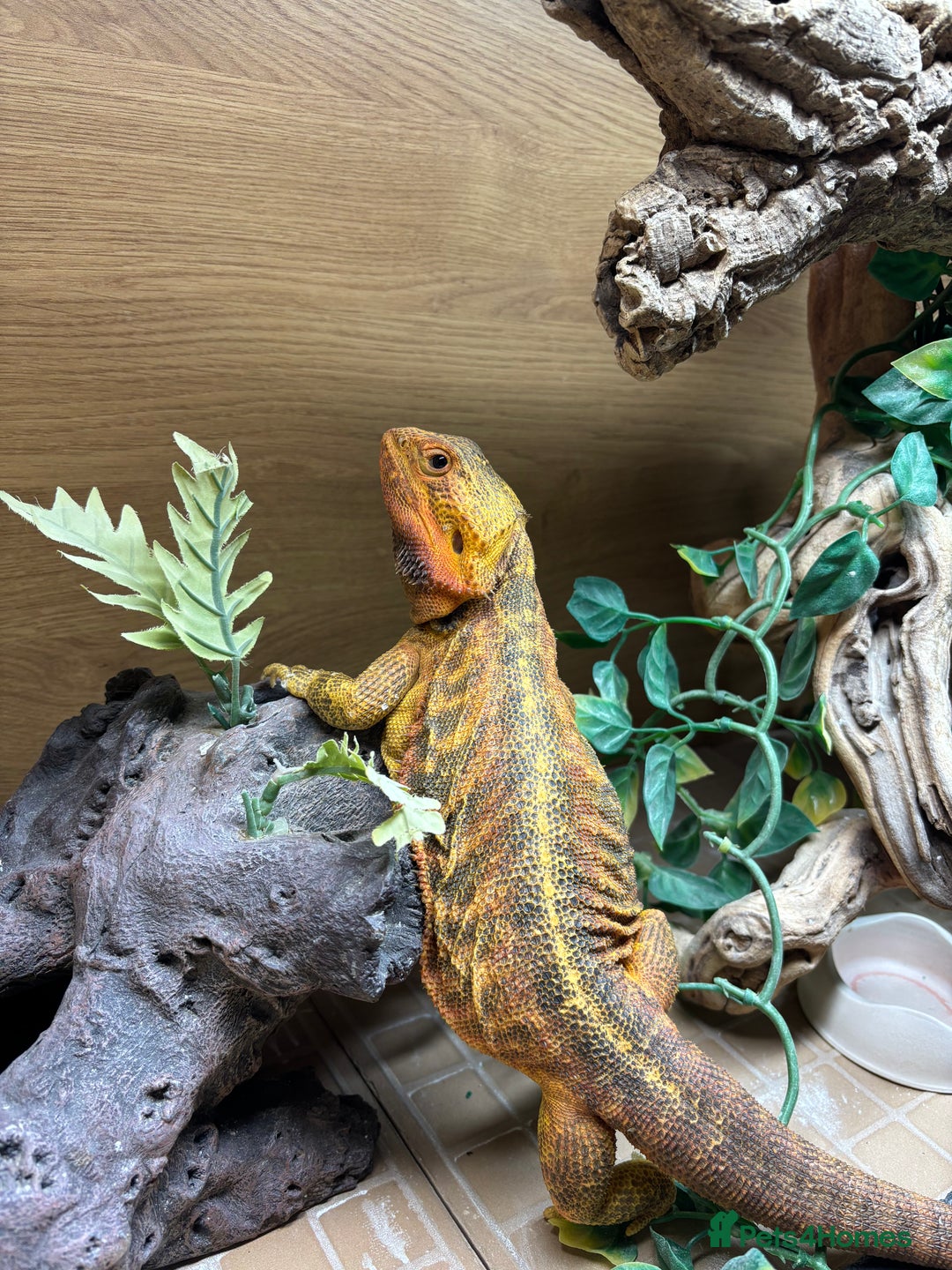 Bearded Dragon reptiles for sale: Translucent leatherback female bearded dragon - Advert 2