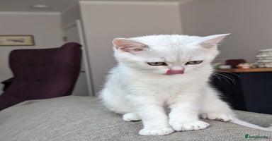 British Shorthair cats - Advert 12