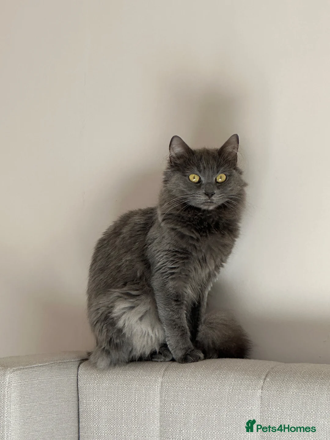 Mixed Breed cats for sale: 2 Adult Cat looking for a good home - Advert 2