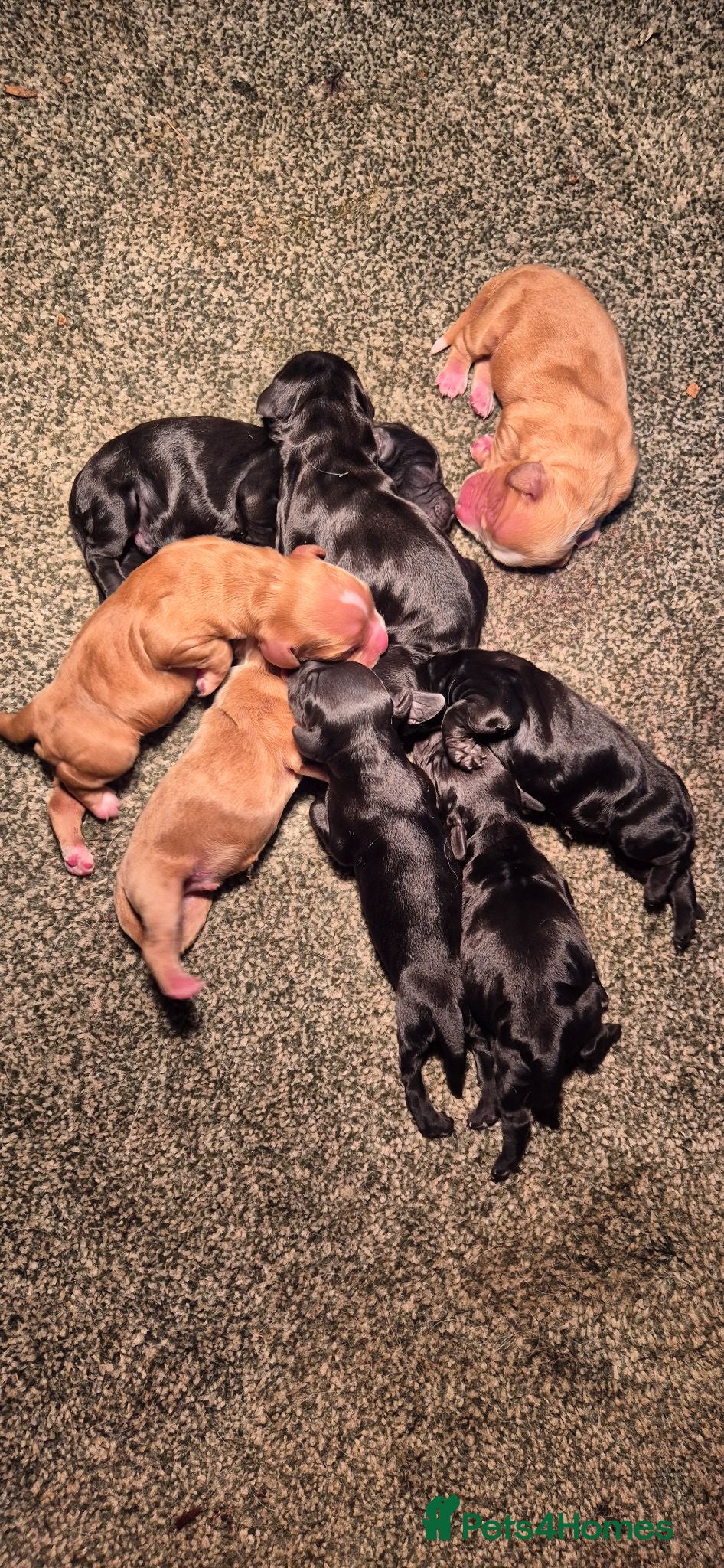 Cocker Spaniel dogs 8 Beautiful Cocker Spaniels Puppies  - Advert 2