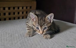 Mixed Breed cats for sale: Kittens For Sale - Image 8