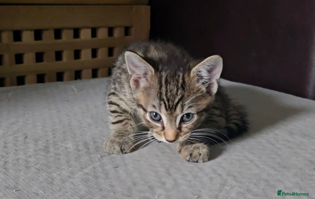 Mixed Breed cats for sale: Kittens For Sale - Image 8